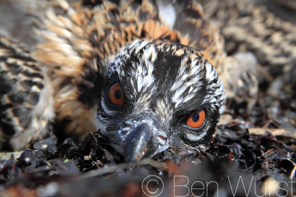 Lay low. An osprey nestling uses cryptic coloration to camouflage itself in its nest. © Ben Wurst