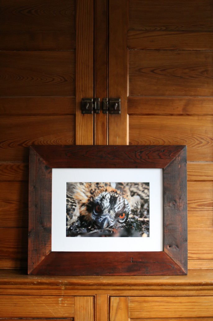 8x12" osprey nestling print, framed in reclaimed cedar.